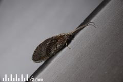 Wesmaelius subnebulosus