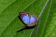 Poritia sumatrae