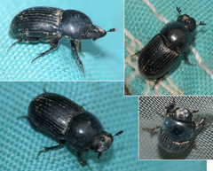 Agrilinus ater