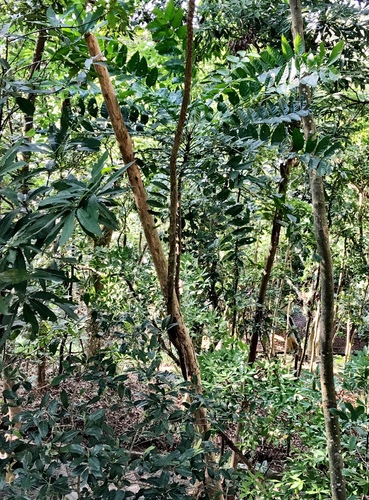 Ailanthus fordii (Ailanthus fordii)