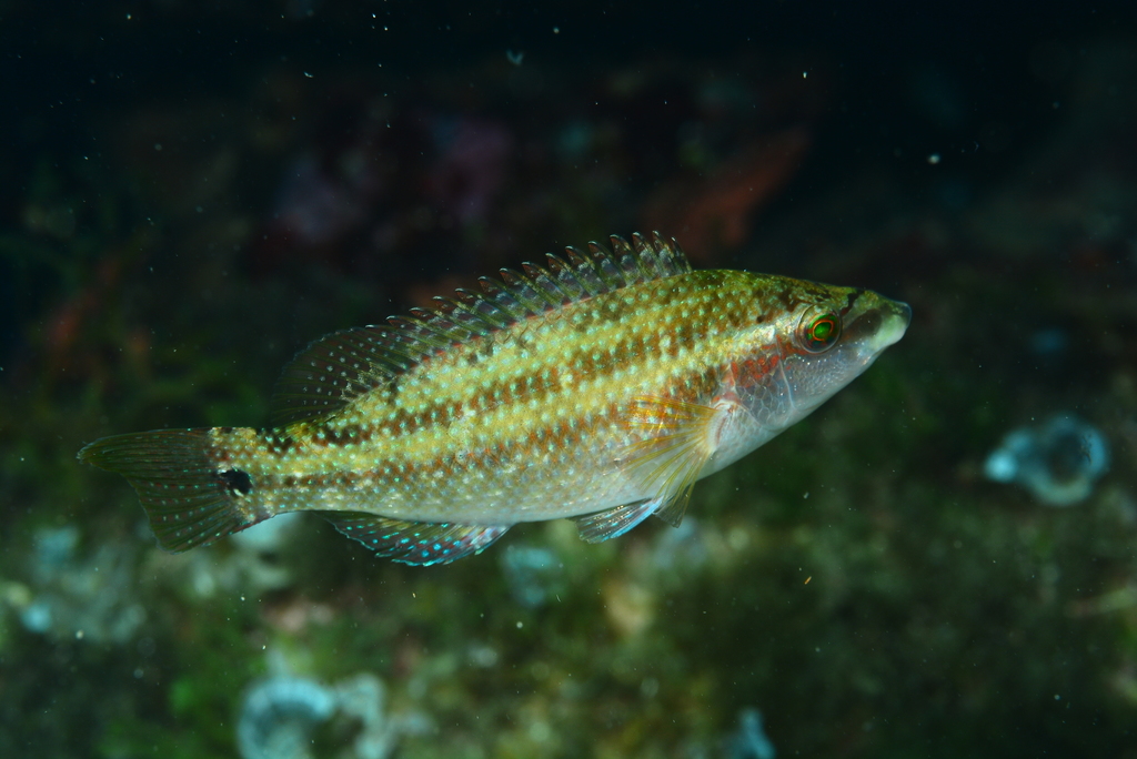 Symphodus