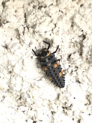 Coccinella septempunctata