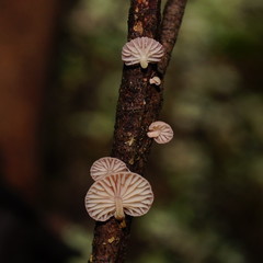 Mycena roseoflava
