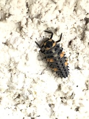 Coccinella septempunctata