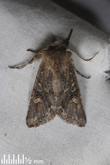 Ichneutica insignis