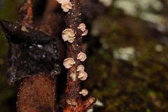 Mycena roseoflava