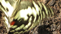 Papilio demoleus malayanus