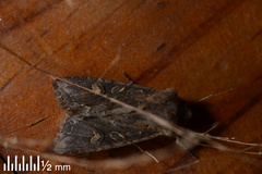 Ichneutica insignis