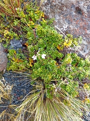 Veronica hookeriana