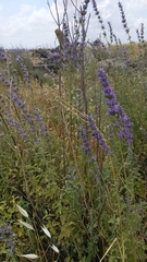 Nepeta curviflora