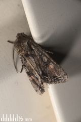 Ichneutica insignis