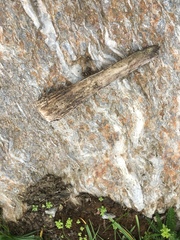 Cervus elaphus