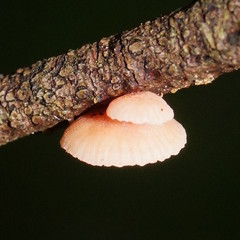 Mycena roseoflava