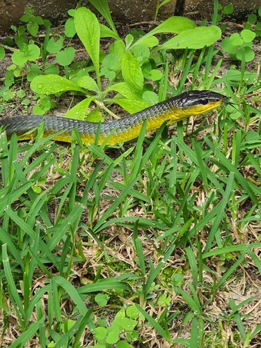 Common Tree Snake sighting