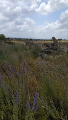 Nepeta curviflora