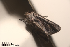 Ichneutica insignis