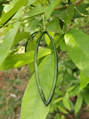 Wrightia tinctoria