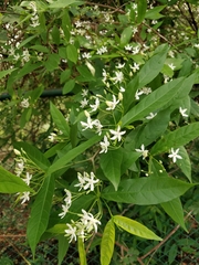 Wrightia tinctoria