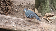 Gallicolumba luzonica