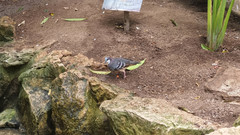 Gallicolumba luzonica