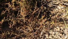 Aspalathus cordicarpa