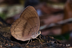 Faunis canens arcesilas