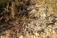 Aspalathus cordicarpa