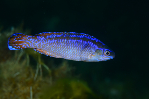 Blacktail wrasse (Centrolabrus melanocercus) — Labridae