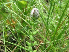 Stachydeoma graveolens