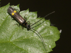 Malthininae
