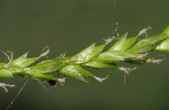 Carex strigosa