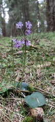 Soldanella montana