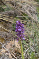 Anacamptis morio