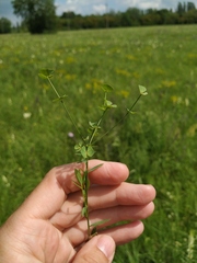 Euphorbia microcarpa