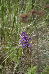 Anacamptis morio