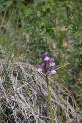 Anacamptis morio