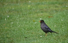 Turdus simillimus