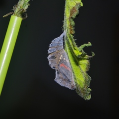 Vanessa atalanta atalanta
