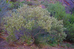 Phylica paniculata