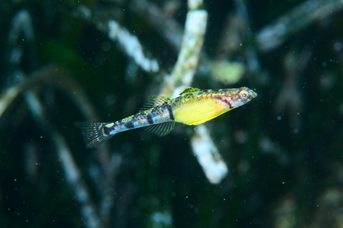 Quagga-grondel (Pomatoschistus quagga) — Gobiidae
