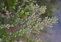 Phylica paniculata