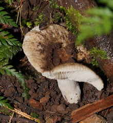 Russula neerimea