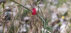 Lathyrus setifolius