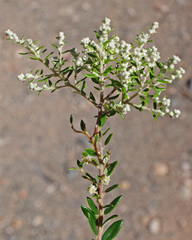 Phylica paniculata