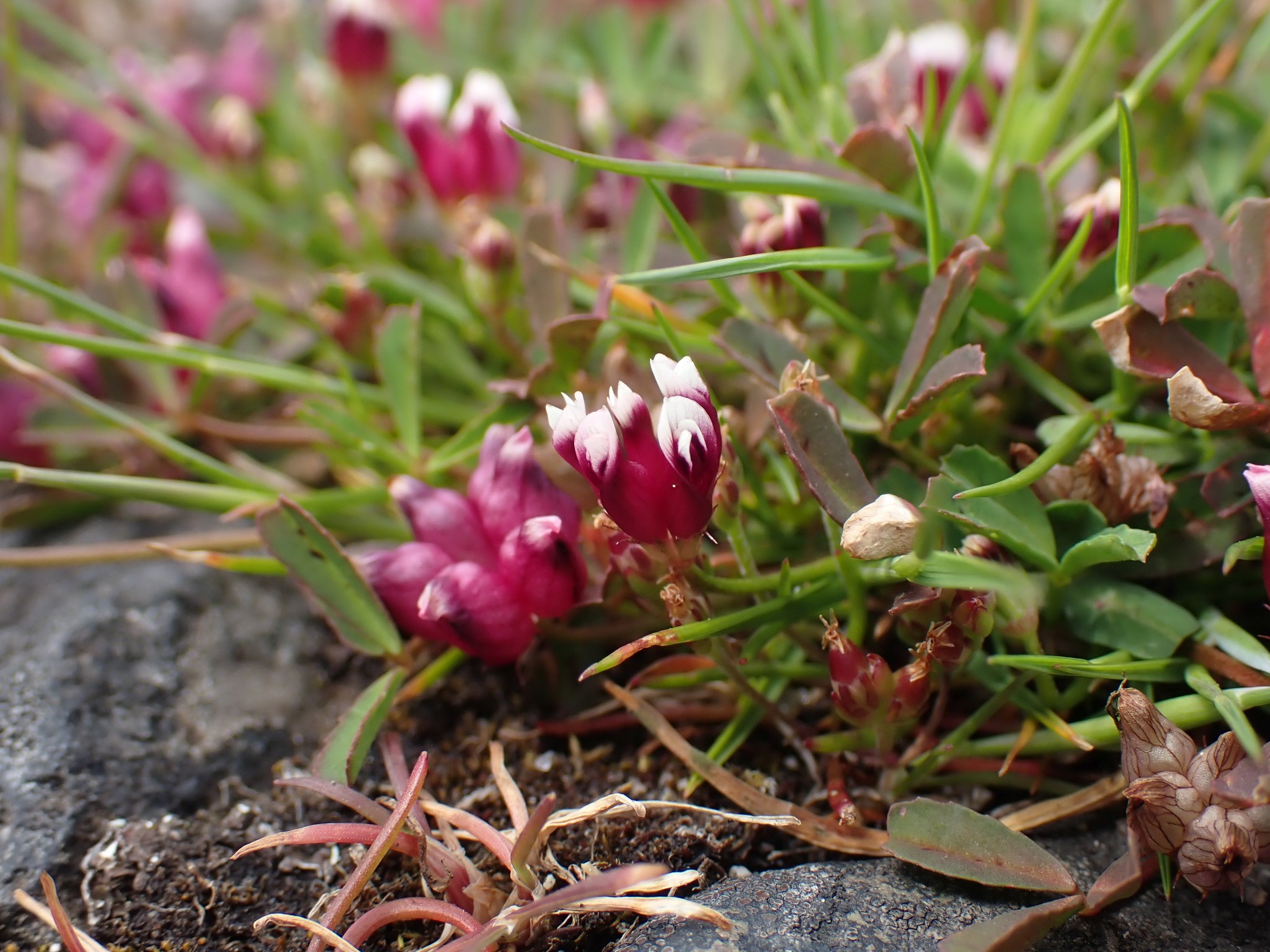 Trifolium depauperatum