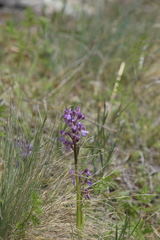 Anacamptis morio