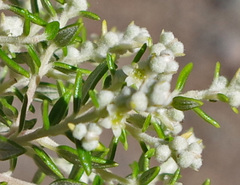 Phylica paniculata