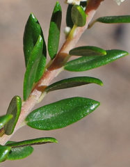 Phylica paniculata