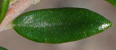 Phylica paniculata