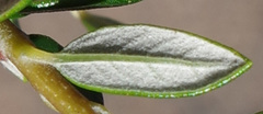 Phylica paniculata